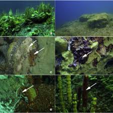 Обзор asic baikal giant b. Pdf Current State Of The Sponge Fauna Porifera Lubomirskiidae Of Lake Baikal Sponge Disease And The Problem Of Conservation Of Diversity
