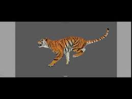 The malaysian tiger is still roaring. Tiger Running Cycle Animation Reference Youtube