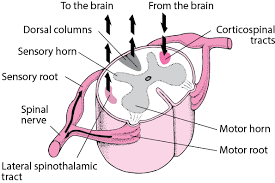 I want isolation on anything in & out of the plc. Overview Of Spinal Cord Disorders Brain Spinal Cord And Nerve Disorders Msd Manual Consumer Version