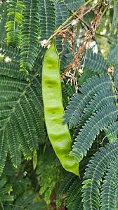Image result for Albizia