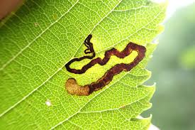 Image result for Stigmella paradoxa