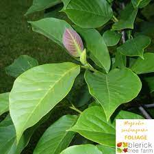 Liliifolia, is usually a large, spreading shrub or small. Magnolia Soulangeana Saucer Magnolia Blerick Tree Farm