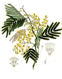 Image result for Acacia decurrens