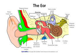 Label The Ear Worksheets Sb6635 In 2020 Human Body Teaching Middle School Literacy Middle School Writing