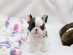 Maybe you would like to learn more about one of these? Boutique Teacup Puppies Store French Bulldog Puppies Bulldog Puppies Puppies