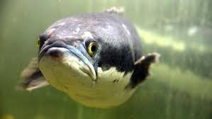 Arti mimpi menangkap ikan koi. Bunda Ikan Gabus Bukan Cuma Buat Pempek Dijual Rp 35 Juta