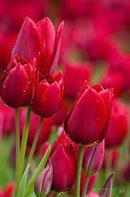 Cat Tales Blueprints Beautiful Flowers Most Beautiful Flowers Flowers