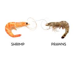 What S The Difference Between Shrimp And Prawns Prawn Shrimp Shrimp Prawn