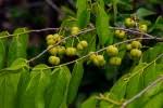 Image result for Cleistanthus polystachyus