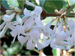 Le piante da esterno e i fiori resistenti al freddo e al sole. Osmanthus Fragrans Arbusto Profumato In Autunno Passione In Verde