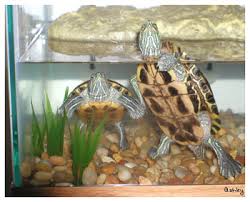 red eared slider growth chart