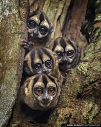 Colombian Night Monkey Kofan Puerto Asis Putumayo Colombia Aotus Lemurinus Kofan Centro Ecoturistico Puerto Asis Putuma In 2020 Animals Images Animals Putumayo