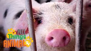 Finding fun solo or group activities for teens can sometimes be a challenge. Pig Animals For Kids All Things Animal Tv Youtube