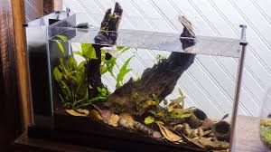 Here are 19 cool betta fish tank ideas that will inspire you! Making A Blackwater Betta Aquarium Youtube