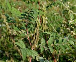 Image result for Indigofera lupatana