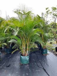 Image result for Dypsis lutescens