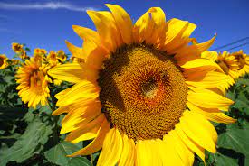 Poetry Prompt A Symbol Of Loyalty And Longevity Sunflowers Are Considered Among The Happiest Of Flower Growing Sunflowers Sunflower Images Sunflower Pictures