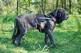 Pin On Professional Dog Harnesses