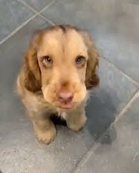 Awww Can You Resist These Pretty Eyes Cute Animal Videos Cute Funny Animals Cute Dogs