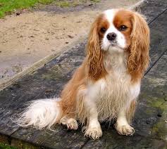Cavalier King Charles Spaniel Sweet Sigur Ros May Be Mine Soon King Charles Spaniel Charles Spaniel Cavalier King Charles
