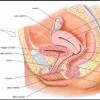 Los órganos internos de la mujer son: 1