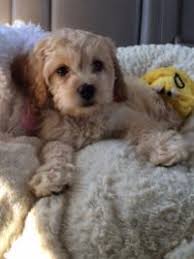 Here we offer puppies for sale. Cockapoos Breeders Registry American Cockapoo Club
