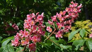Image result for Aesculus