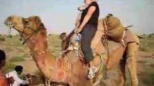 Dromedary camels, which have one hump, and bactrian camels, which have two humps. How To Get On A Camel Youtube