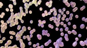 How to use a microscope. Some Listeria Bacteria Under The Stock Footage Video 100 Royalty Free 14367496 Shutterstock