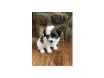 Looking for a cavachon puppy for sale? Havachon Puppies For Sale In Texas