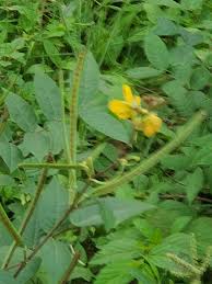 Image result for Schwenckia