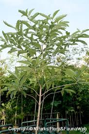 Image result for Morinda angolensis