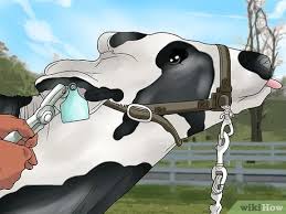According to the most modern dairy farm in india, you should not go for the big numbers. How To Start A Dairy Farm 15 Steps With Pictures Wikihow