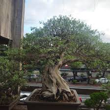 Image result for Pemphis