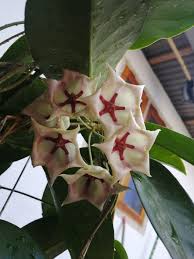 Image result for Meiostemon tetrandrus