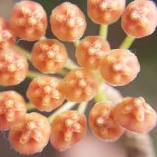 Click the button below to add the hoya bilobata to your wish list. Hrmltsswl3lzom