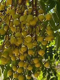 Image result for Melia azedarach