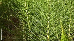 Neutriebe sofort schneiden sprossentriebe mit sporen gleich entfernen rhizome mit grabegabel ausgraben und entsorgen Schachtelhalm Abwehren Schweizer Garten