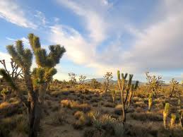 A fascinating variety of plants and animals make their homes in a land sculpted by strong winds. Joshua Trees An Uncertain Future For A Mojave Desert Icon