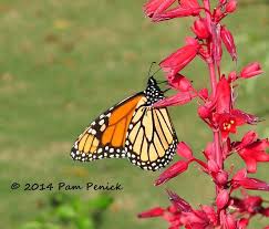 Monarchs Butterflies Dallas Arboretum Arbroetum Botanical Garden Dallas Garden Nature Fall Digging Milkweed Dallas Arboretum Milkweed Plant