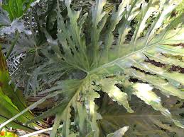 Monstera Adansonii Var Laniata Http Www Elhogarnatural Com Fichas 20a Az 20fichas Fichasdesdeabeliaaaztekium Htm Jardines Paisajismo Calas