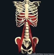 横隔膜のストレッチの方法は 解剖がめちゃ重要なので解説してます 股関節の痛みの原因を治療する 横隔膜 人体 図 ストレッチ
