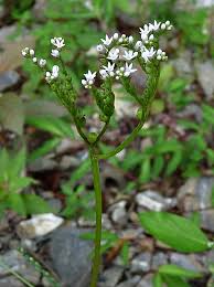 Image result for Setaria petiolata