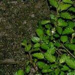 Image result for Melochia melissifolia