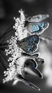 Black And White Butterfly Spiritual Meaning Beautiful Butterflies By Linda Wallace On Butterflies Beautiful Beautiful World