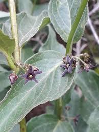 Image result for Vincetoxicum