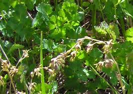 Image result for Thalictrum rhynchocarpum