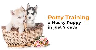 It's a common thought amongst new puppy owners that they can't start training until their puppy is a certain age. Potty Training A Husky Puppy In Just 7 Days All You Need To Know