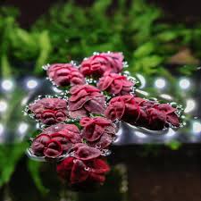 Image result for Phyllanthus retinervis