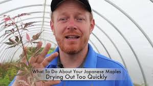 Why is the Bark Split